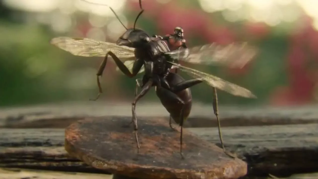 Ant-Thony (Ant-Man)