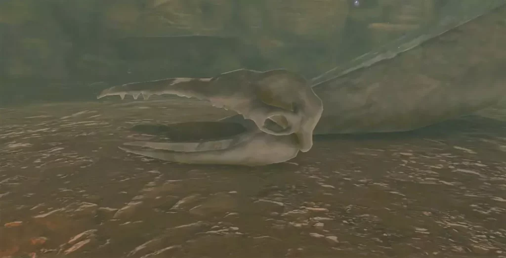 Leviathan Skeletons' Enigmatic Role Across Breath of the Wild and Tears of the Kingdom