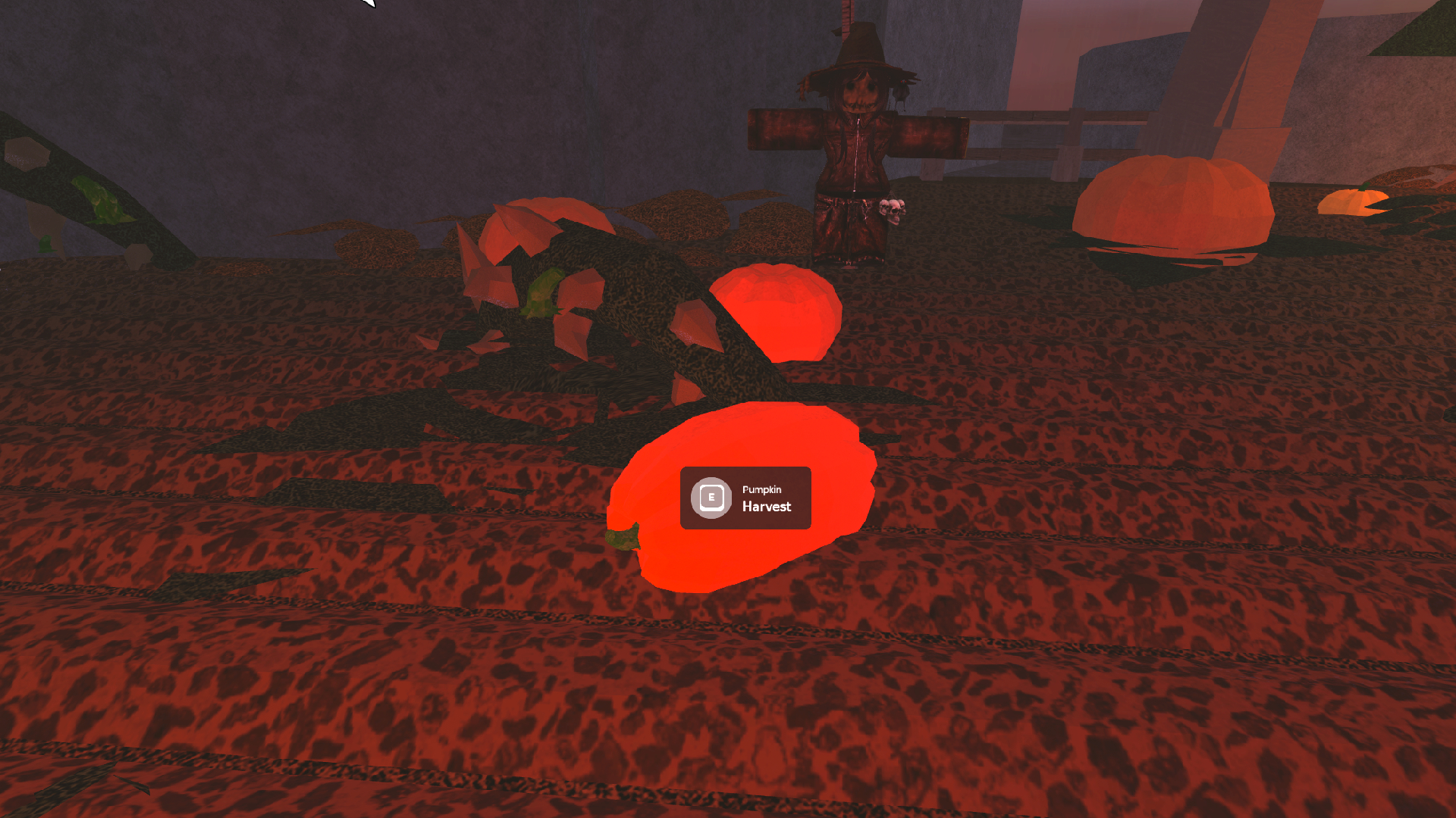 Pumpkin harvesting locations