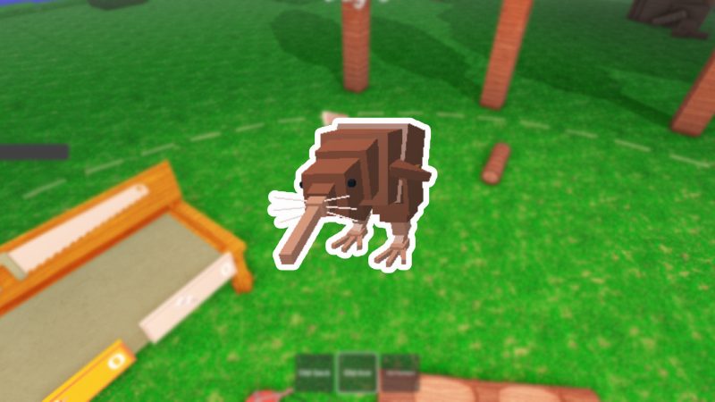 Taming a Kiwi Bird in 99 Forest Nights